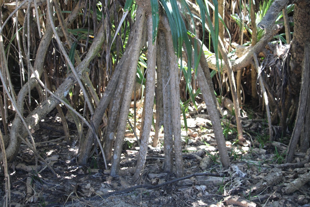 Pandanus odorifer (Forssk.) Kuntze